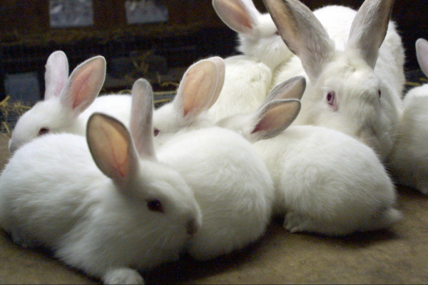 Králiky a činčily