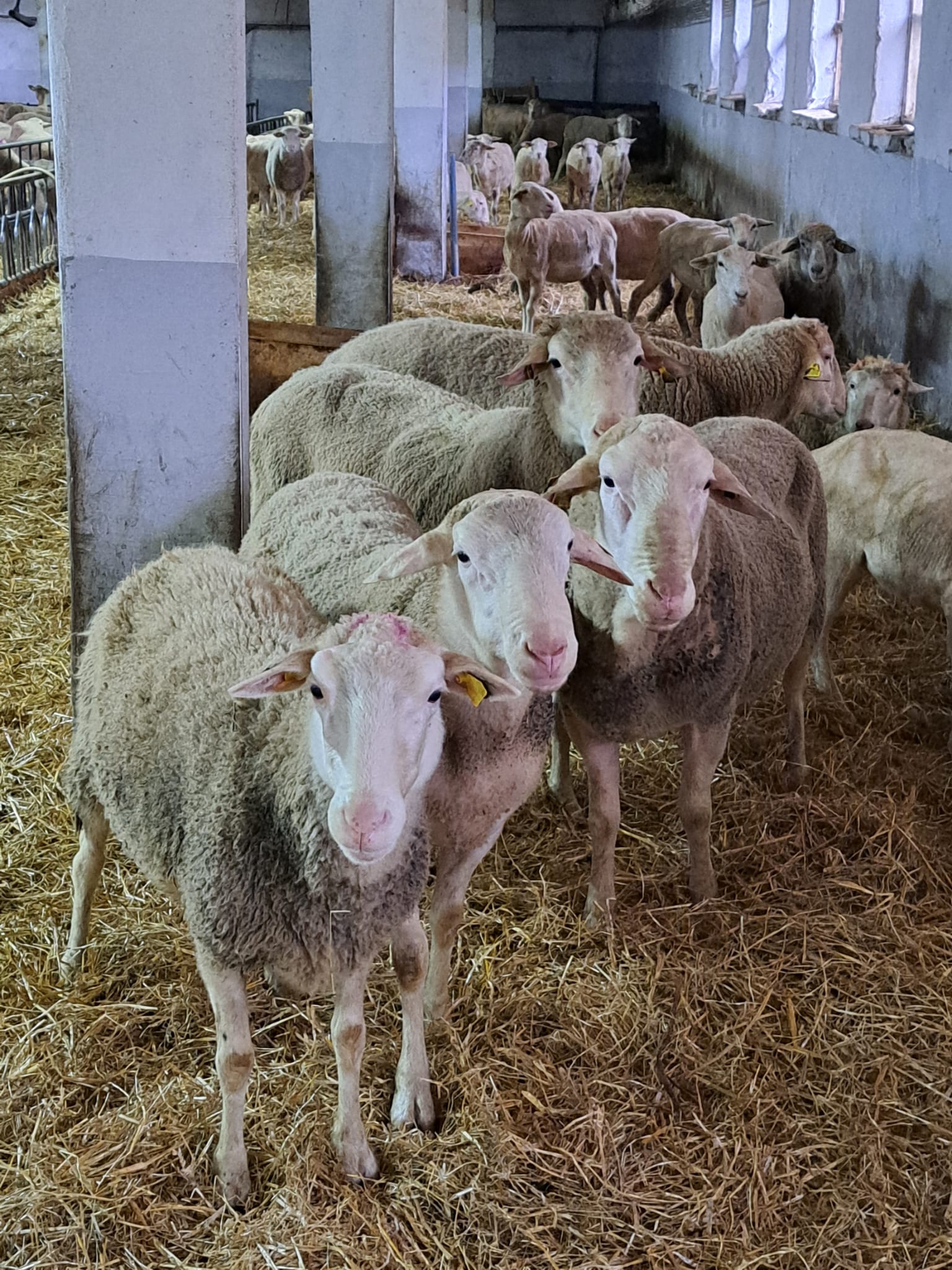 Bahnice s plemenn&yacute;mi baranmi